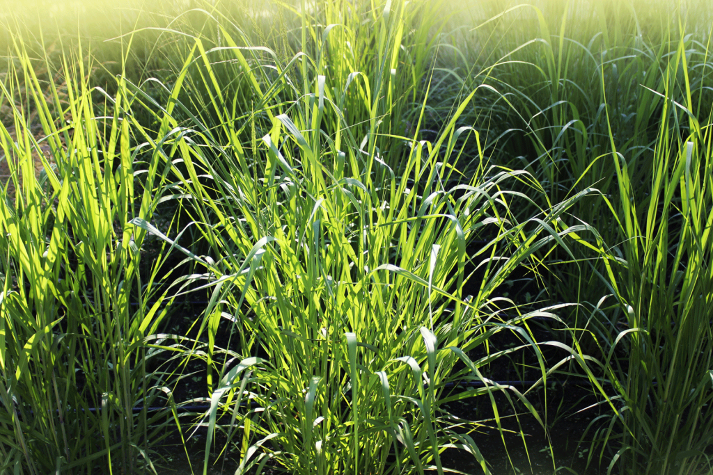 Innovative Uses for Native Grasses Beyond CRP