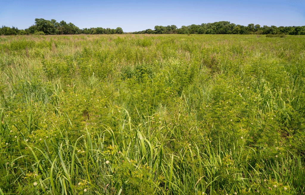 Understanding CRP Mid-Contract Management: What Landowners Need to Know
