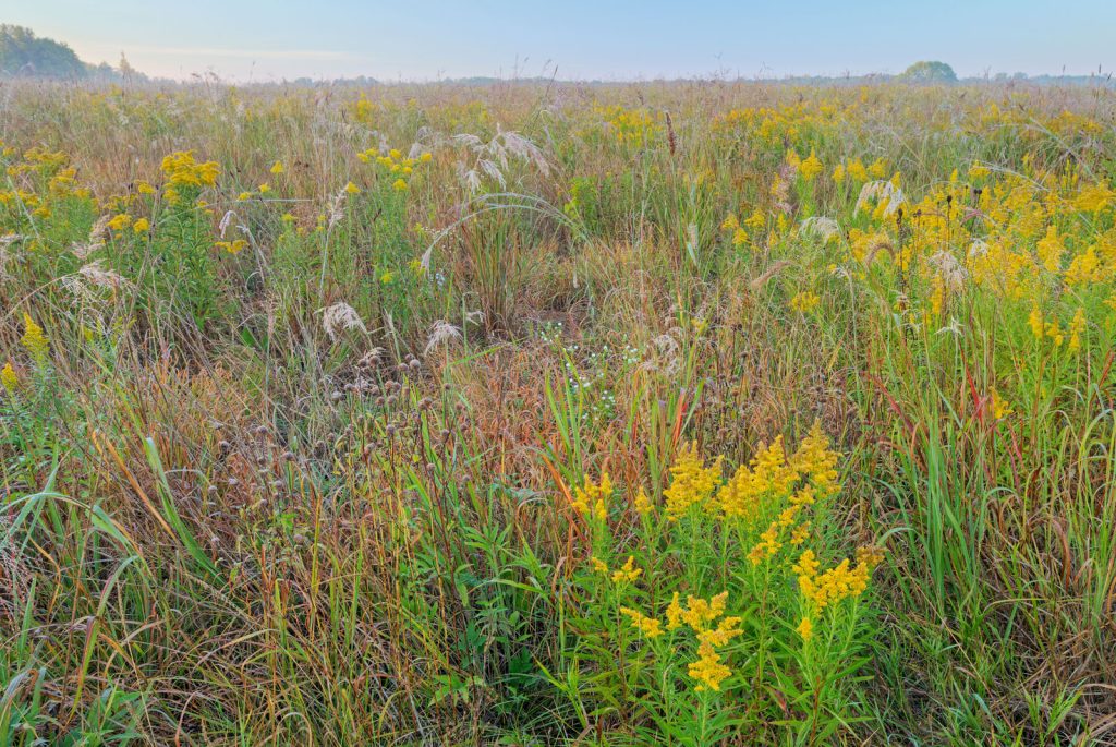 The Benefits of Prairie Restoration in CRP Programs