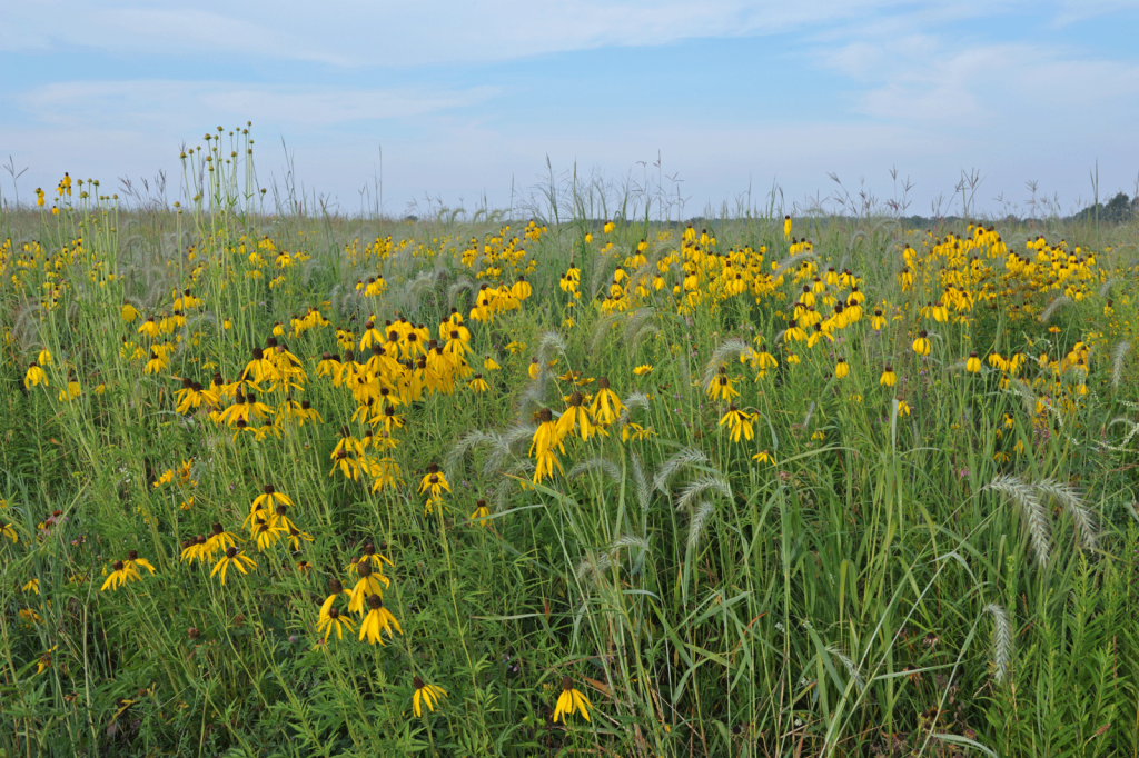 CRP vs. CREP: Understanding the Differences and Benefits