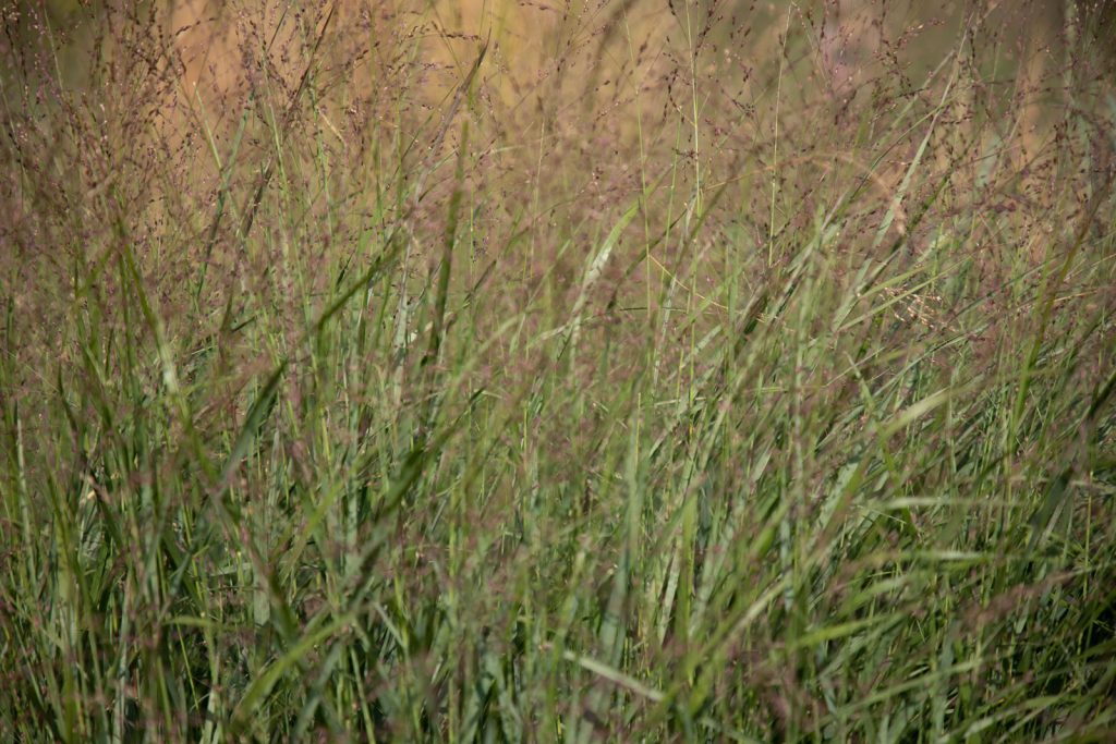 The Role of Native Grasses in Carbon Sequestration and Climate Mitigation