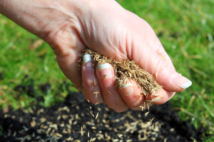 Common CRP Seed Mix Mistakes and How to Avoid Them