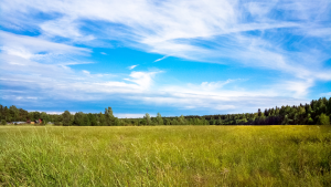 How to Determine the Right Seeding Rate for Your CRP Project