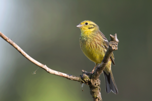 Best Native Plants for Attracting Songbirds to Your Land