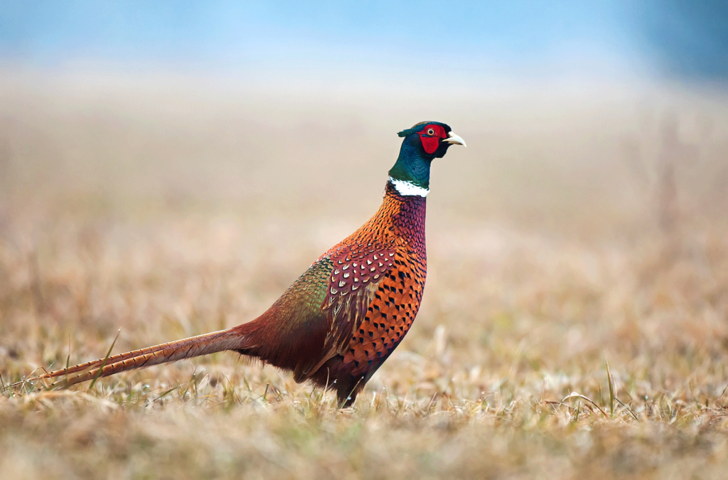 The Importance of Native Grasses for Upland Game Birds