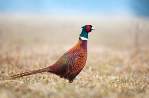 The Importance of Native Grasses for Upland Game Birds 