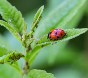 How Native Plants Support Beneficial Insects Beyond Pollinators