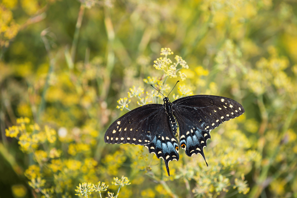 How to Create a Butterfly Waystation with Native Plants
