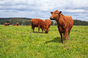 How Native Grasses Improve Livestock Grazing & Rotational Pasture Systems