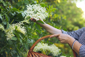 Native Hedgerows: An Overlooked Habitat Feature for Pollinators and Wildlife