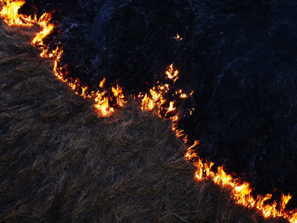 How Seasonal Burning Affects Native Grassland Restoration