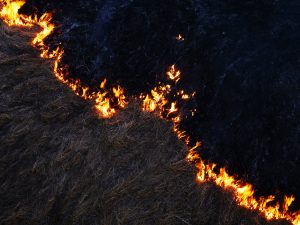How Seasonal Burning Affects Native Grassland Restoration