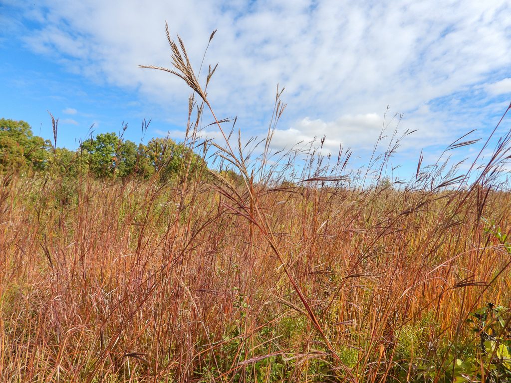 Why Native Plants Are More Resilient to Drought Than Non-Natives