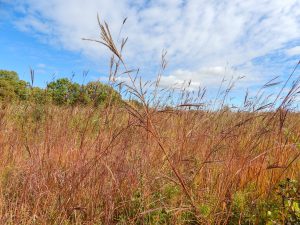 Why Native Plants Are More Resilient to Drought Than Non-Natives
