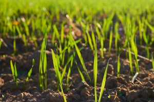 Seed Dormancy and Germination Timing