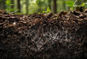 Using Mycorrhizal Fungi to Enhance Native Seed Growth