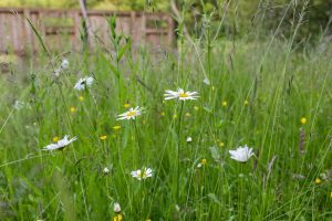 How Deep Should You Plant Native Grass and Wildflower Seeds?
